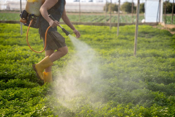 Best Ant Control Services  in Hanley Hills, MO