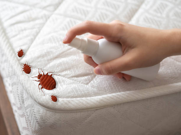 Best Cockroach Control Services  in Hanley Hills, MO