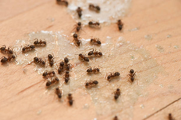 Best Mosquito Control Services  in Hanley Hills, MO