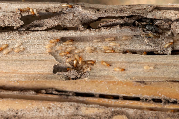 Best Residential Pest Control  in Hanley Hills, MO